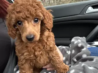 9 uger gammel puddel tæve søger nyt hjem