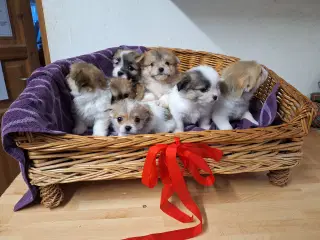 Cotton de tulair/pomeranian blanding 