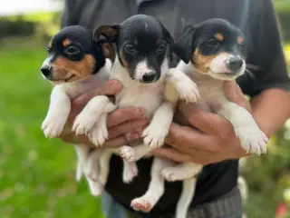 Dansksvensk Gårdhund hvalpe