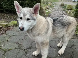 Imponerende flot Malamute