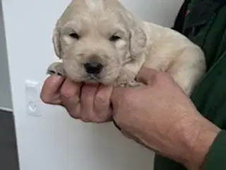 Golden Retriever hvalpe 