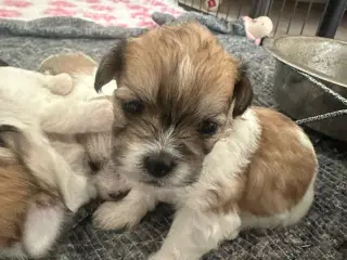 Lhasa apso - Calle