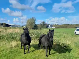 to tinkerkrydsningsvallaker - helbrødre