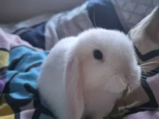 Mini lop kanin 