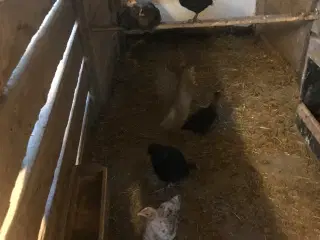 Kyllinger