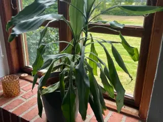 Div. planter (se billeder)