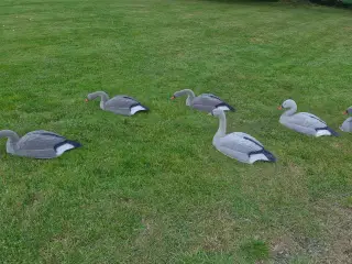 Lokke gæs / skaller 6 stk
