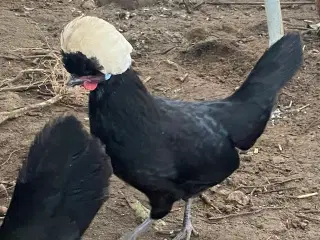 4 toppede hollændere høns