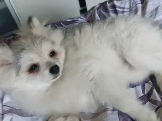 Mini Pomeranian 