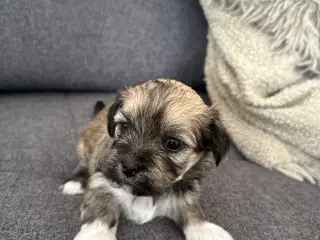 Lhasa apso - Chili