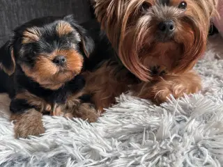 Yorkshire terrier 🐾🐶
