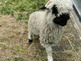 1 Stk Vallais Blacknose Vædder lam. 