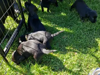 Hundehvalpe