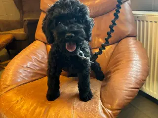 amerikansk cockerspaniel krydsninger