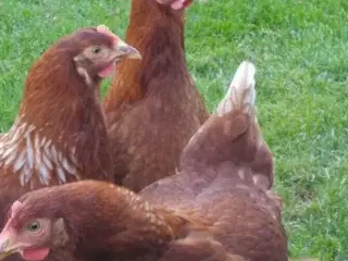 Røde amerikaner/Isa Brown høns nær æglægning, 