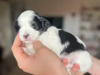 Bichon Havanais