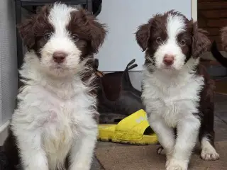 Stor puddelblanding hvalpe