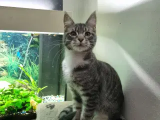 Maine Coon blandingskilling søger nyt hjem.