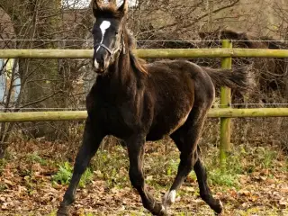 Oldenborg sort forædlet hingsteføl 