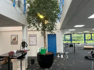 Stort indendørs træ med krukke ca. 5m