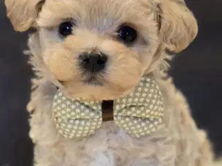 Teacup Maltipoo 