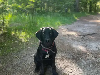 Labrador