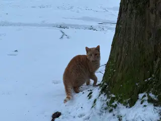 2 søde og glade udekatte