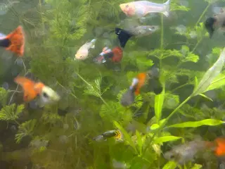 Guppy voksne, 2stk.