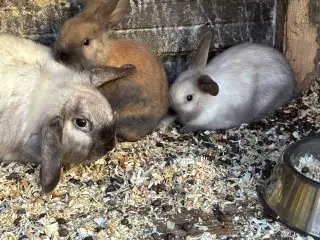 2 mini lop han kaniner