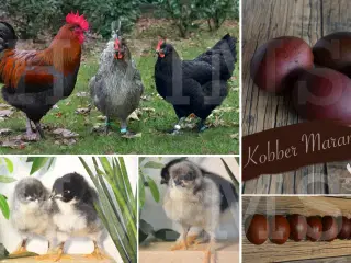 Kobber Maran kyllinger
