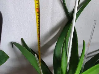 Stueplante	