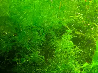 Poser med akvarie planter 