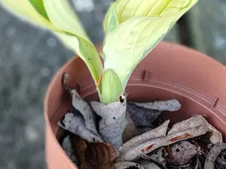 Hosta i potte 