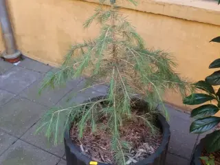 Plante