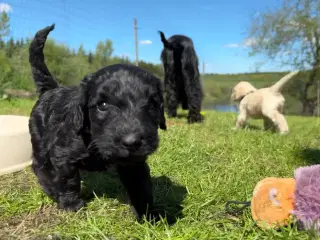 Cockapoo / Cockerpoo / Doodle