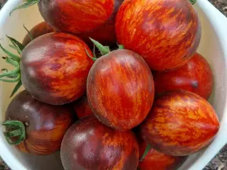 TOMATFRØ - 300 sorter!!