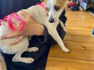 Lille Viggo leder efter sit eget hjem