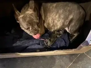 FRANSK BULLDOG HVALPE 8 UGER SALGSKLAR NU