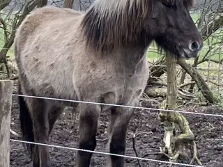 Verdens dejligste isbamse søger nyt hjem