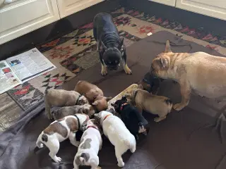 Franske bulldog hvalpe