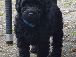 DVÆRGPUDDEL/Toypuddel 