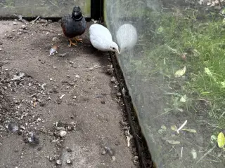 Kinesiske dværg vagtler sælges.  (Esbjerg)