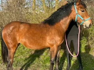 Hjem før pris! Smuk 1 års hoppe