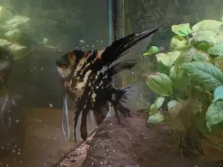 Ensom Scalare fisk søger ny familie