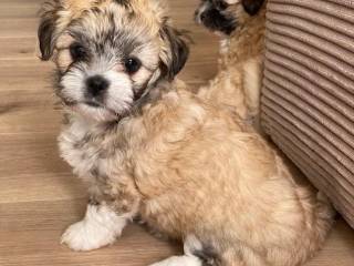 Allergivenlige hvalpe - Shih Ton