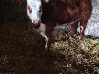 Mini Hereford 