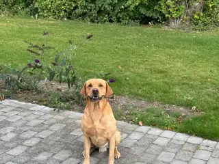 Labrador han sælges