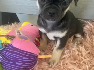 Små søde blandingshvalpe 🐶