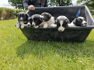 Border Collie hvalpe