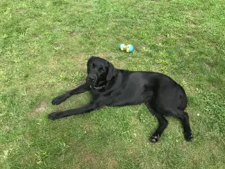 Labrador han 1 år